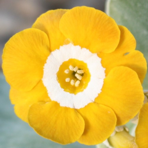 Primula auricula 'Chorister' - Kõrvikpriimula 'Chorister' P9/0,55L